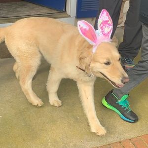 Meet your Posher, Alison